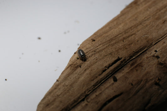 Zebra Isopods (A. Maculatum) SALE