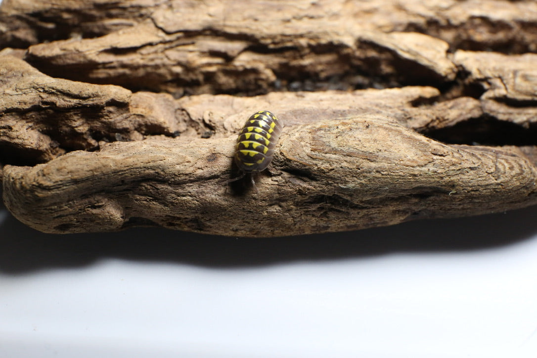 Yellow-Spotted Isopods (A. Gestroi)