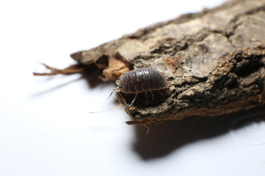 Giant Canyon Isopods (P. Dialatus)