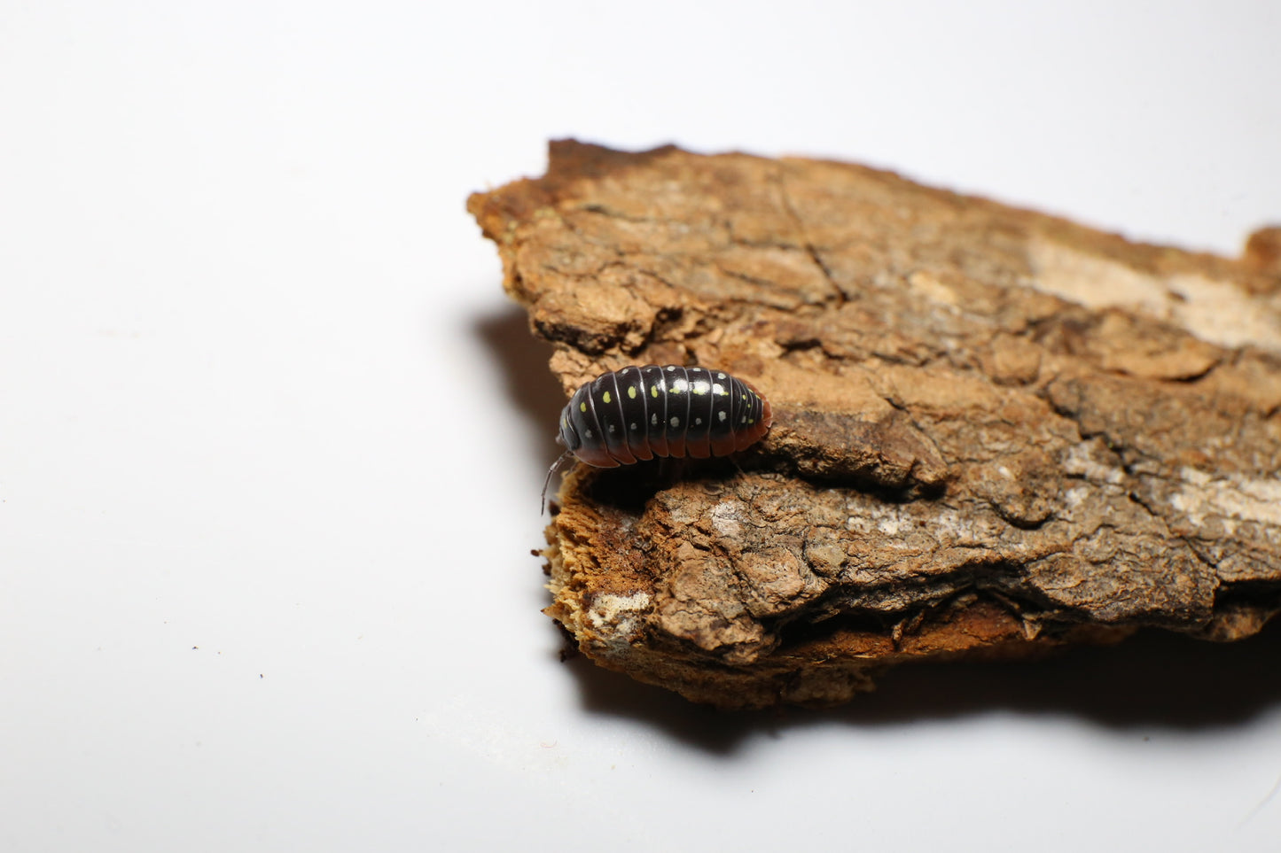 Montenegro Clown Isopods (A. Klugii)